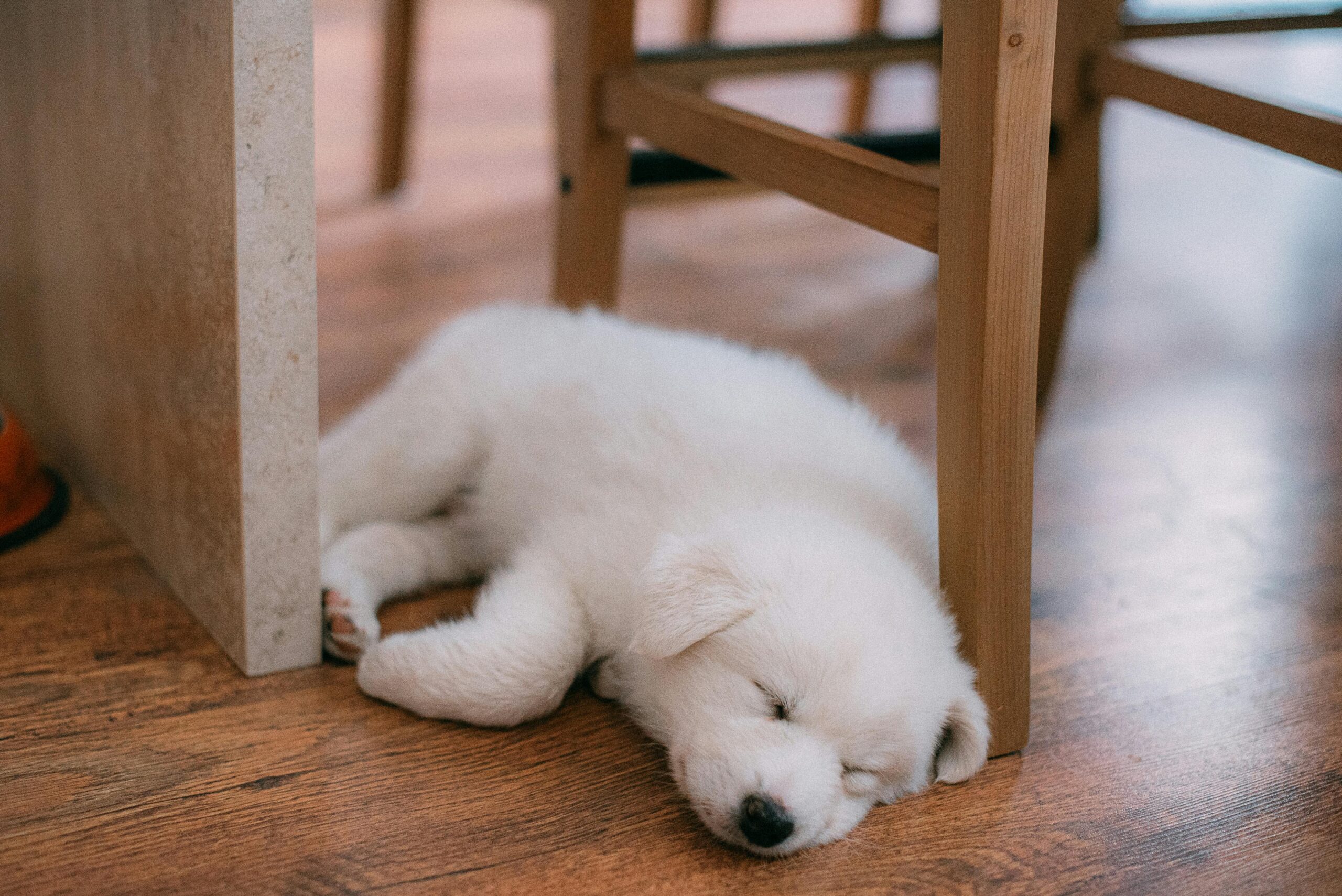 A puppy laying on wooden floors