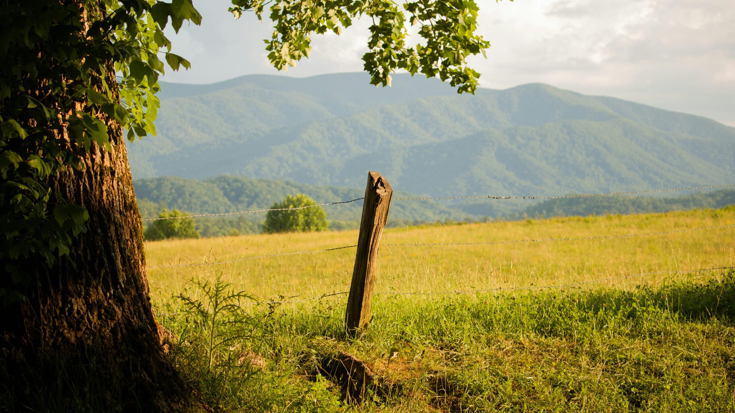 Tennessee is one of the best states for homesteading. Pictured: Tennessee