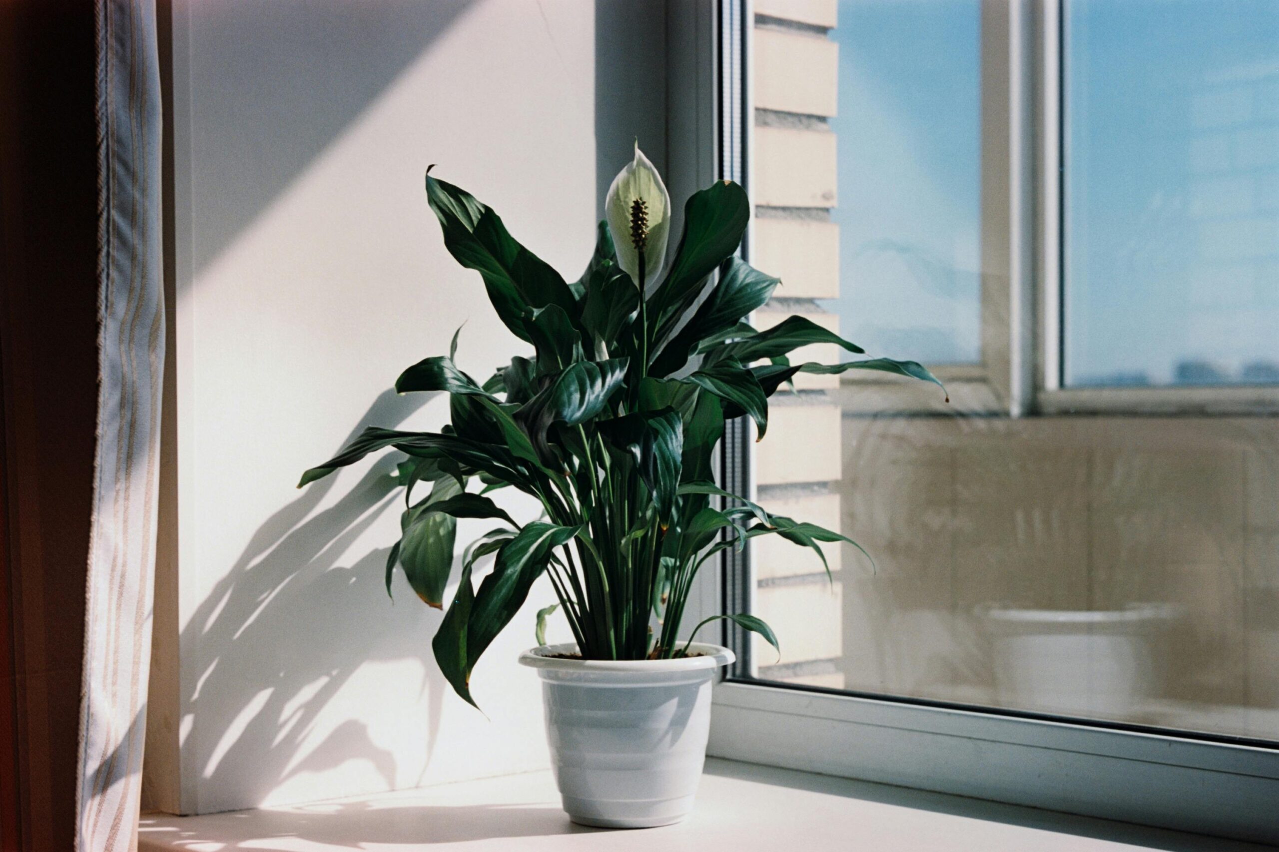 peace lily plant small bathroom