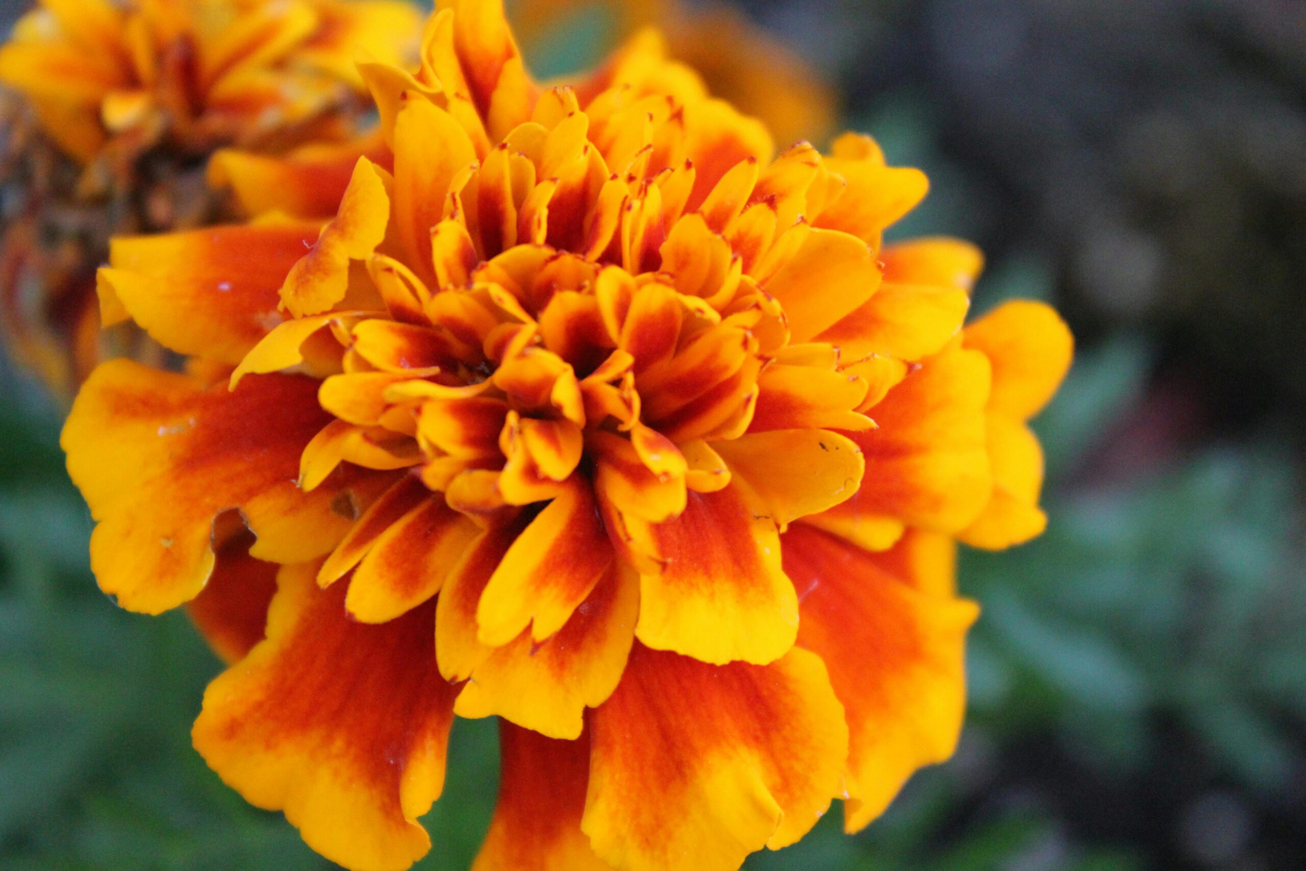 A marigold flower