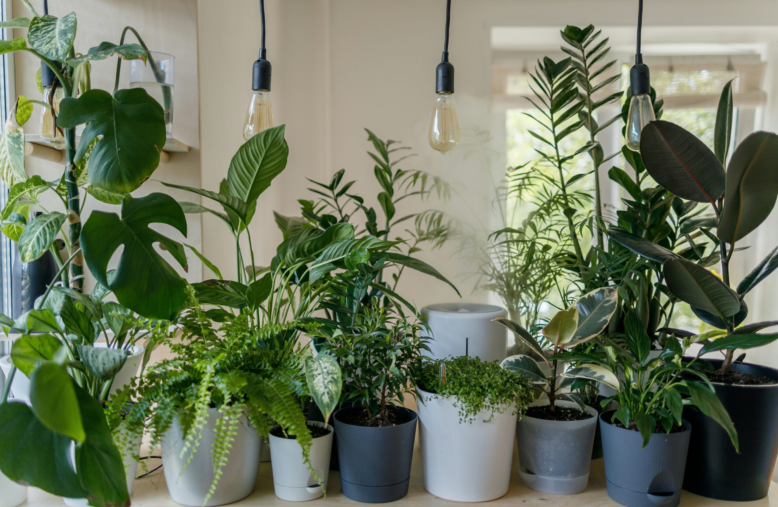 An assortment of plants in planters