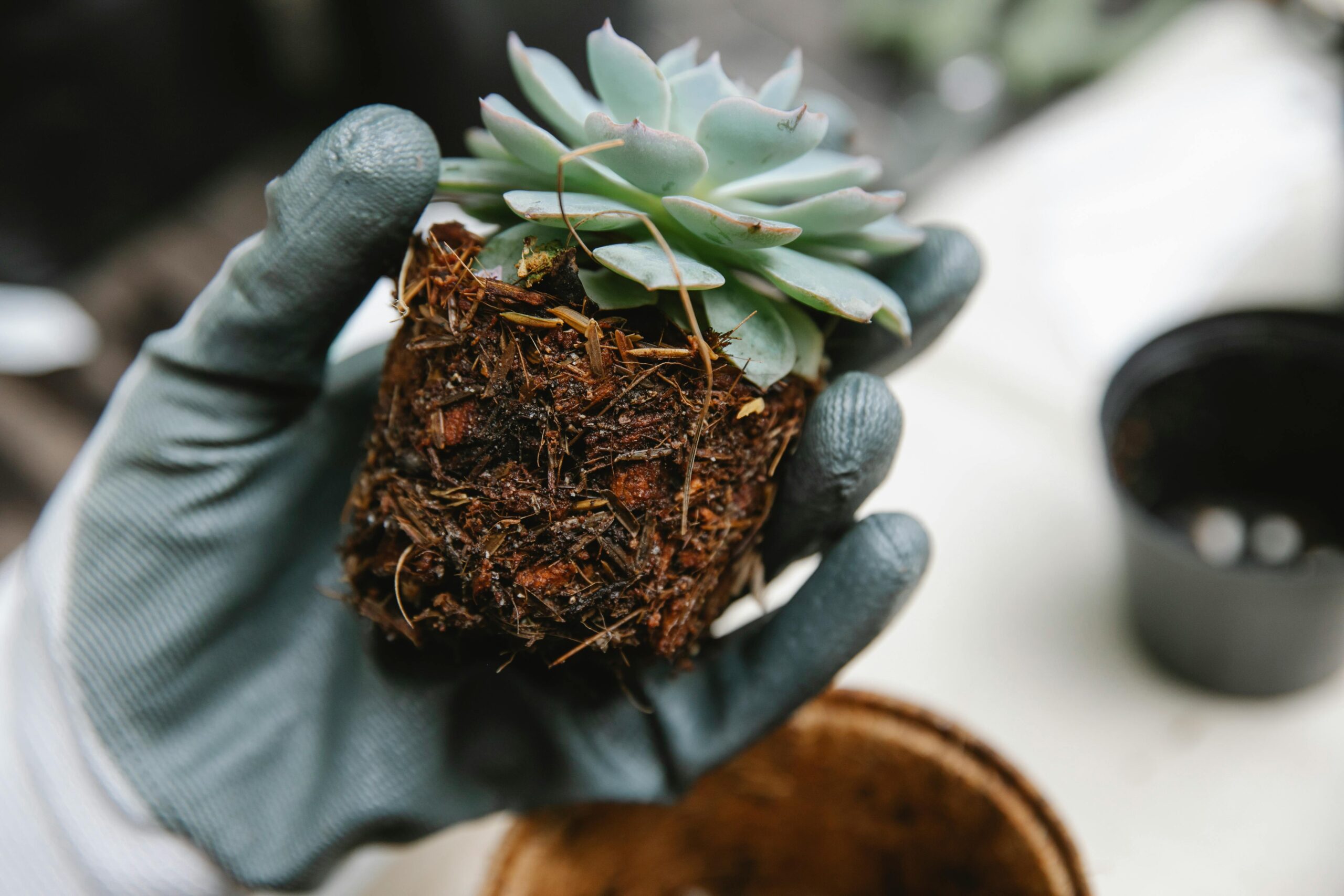 A close up of a plant taken out of its planter