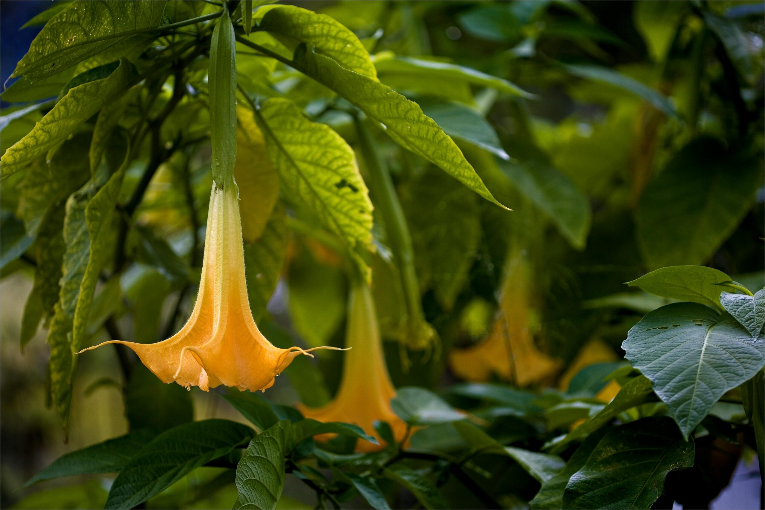 Angel Trumpet