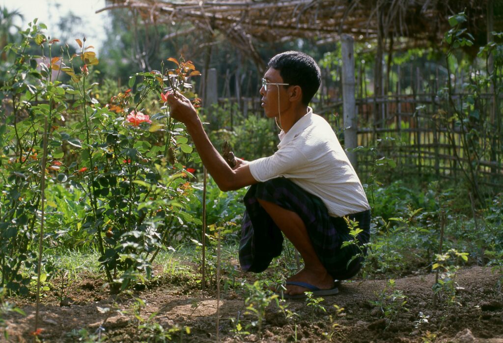 When to Trim Rose Bushes pictured: man pruning roses