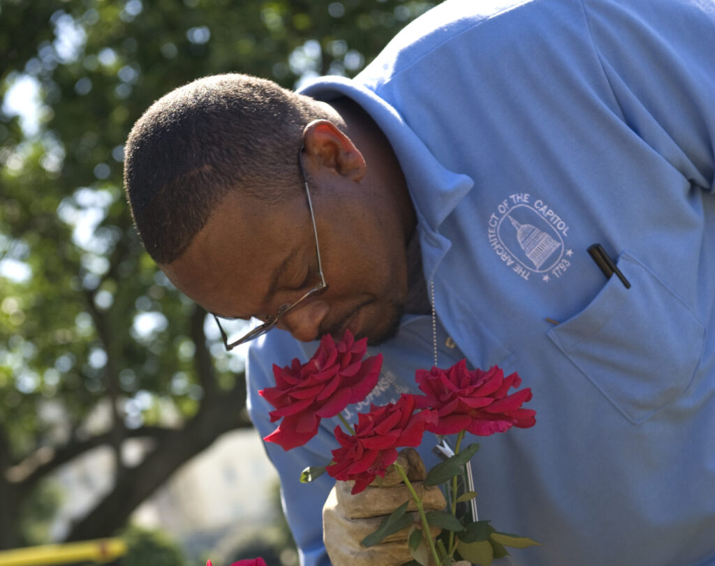 When to Trim Rose Bushes pictured: man smelling roses