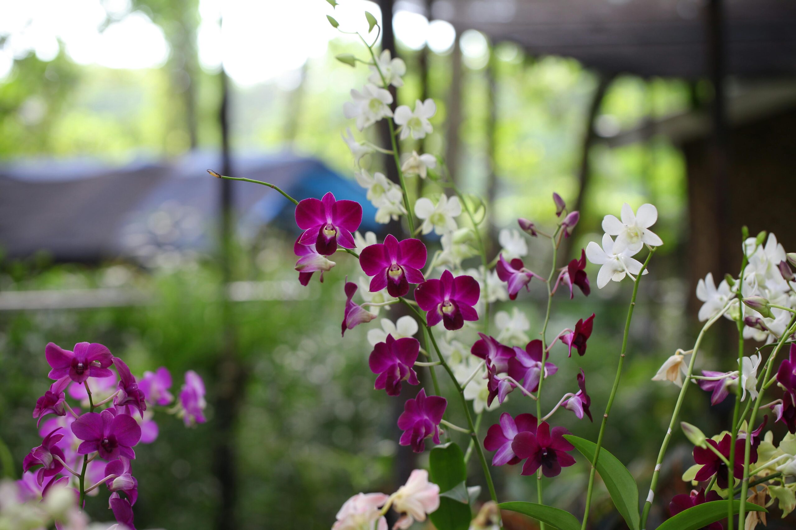 Image of magenta and white orchid blooms in a garden center.