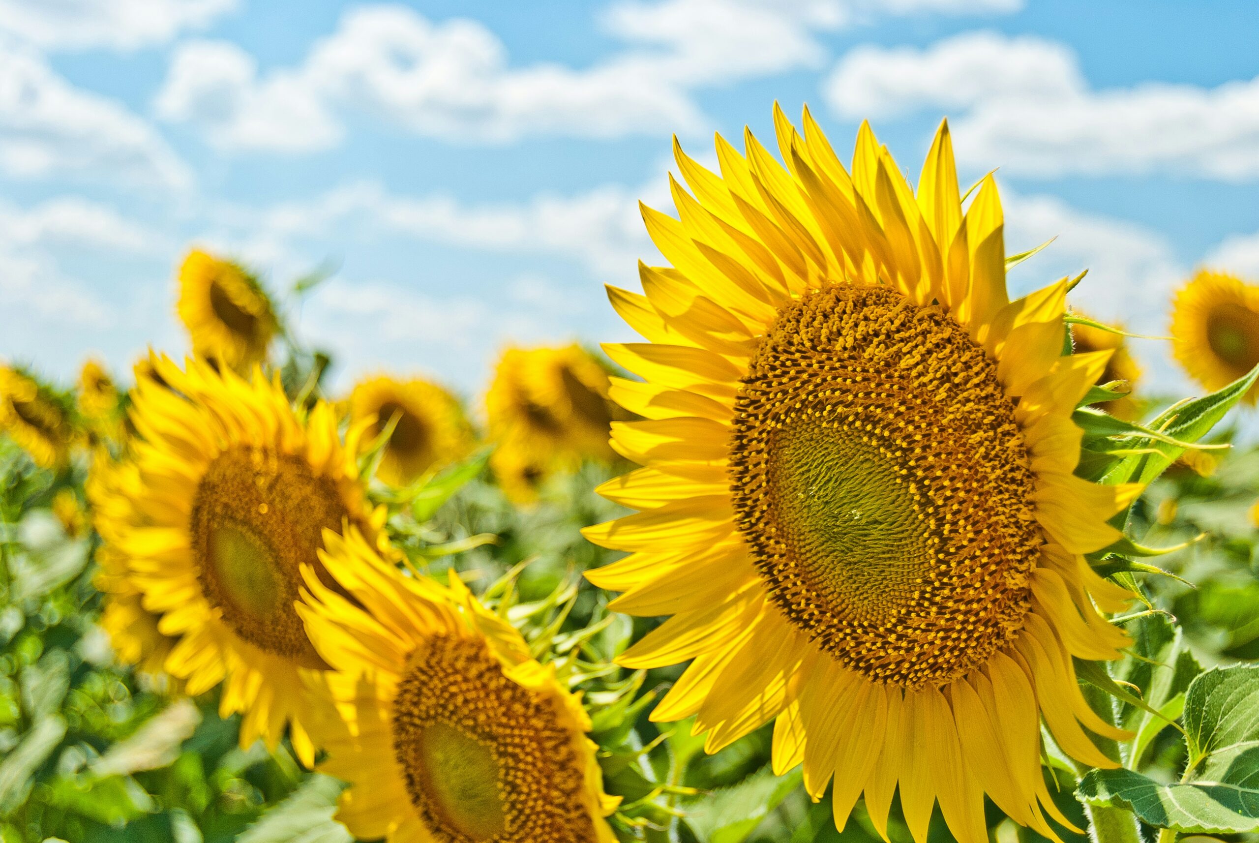 A field of sunflowers