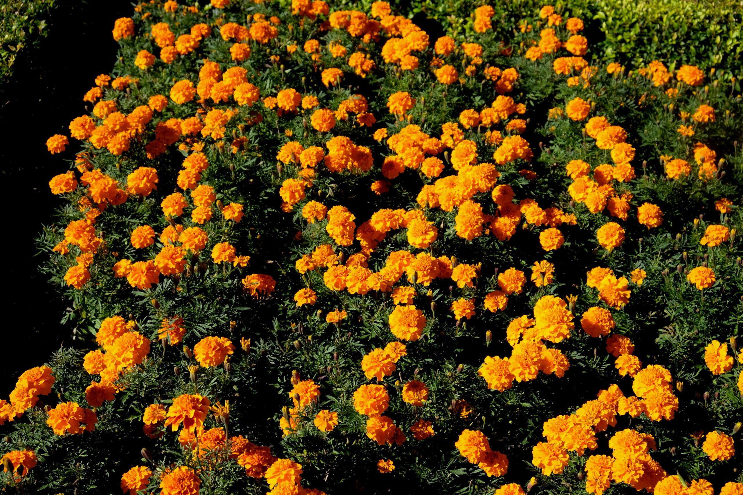 Marigolds growing in a large shrub