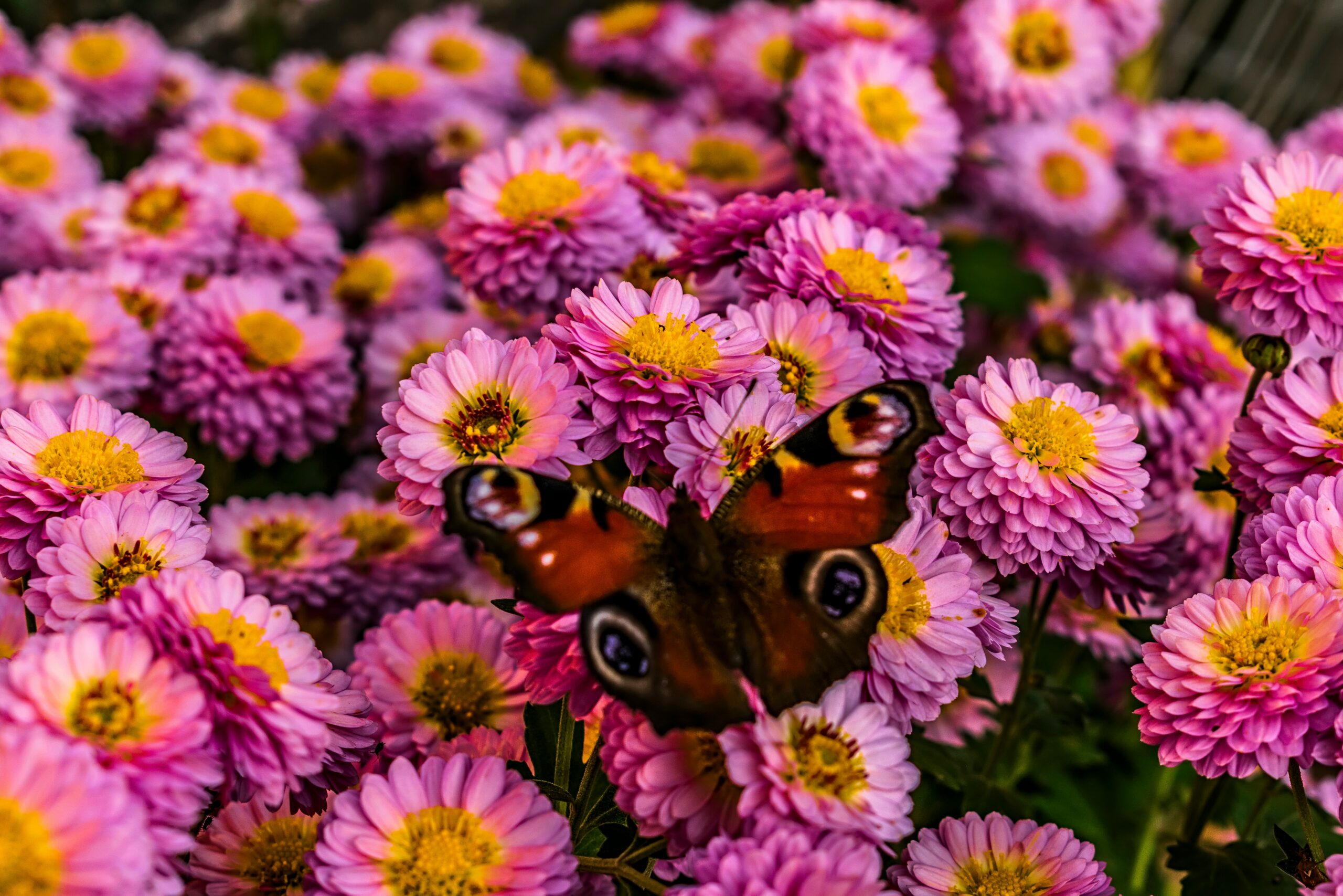 An orange butterfly on pink and yellow chrysanthemums. 