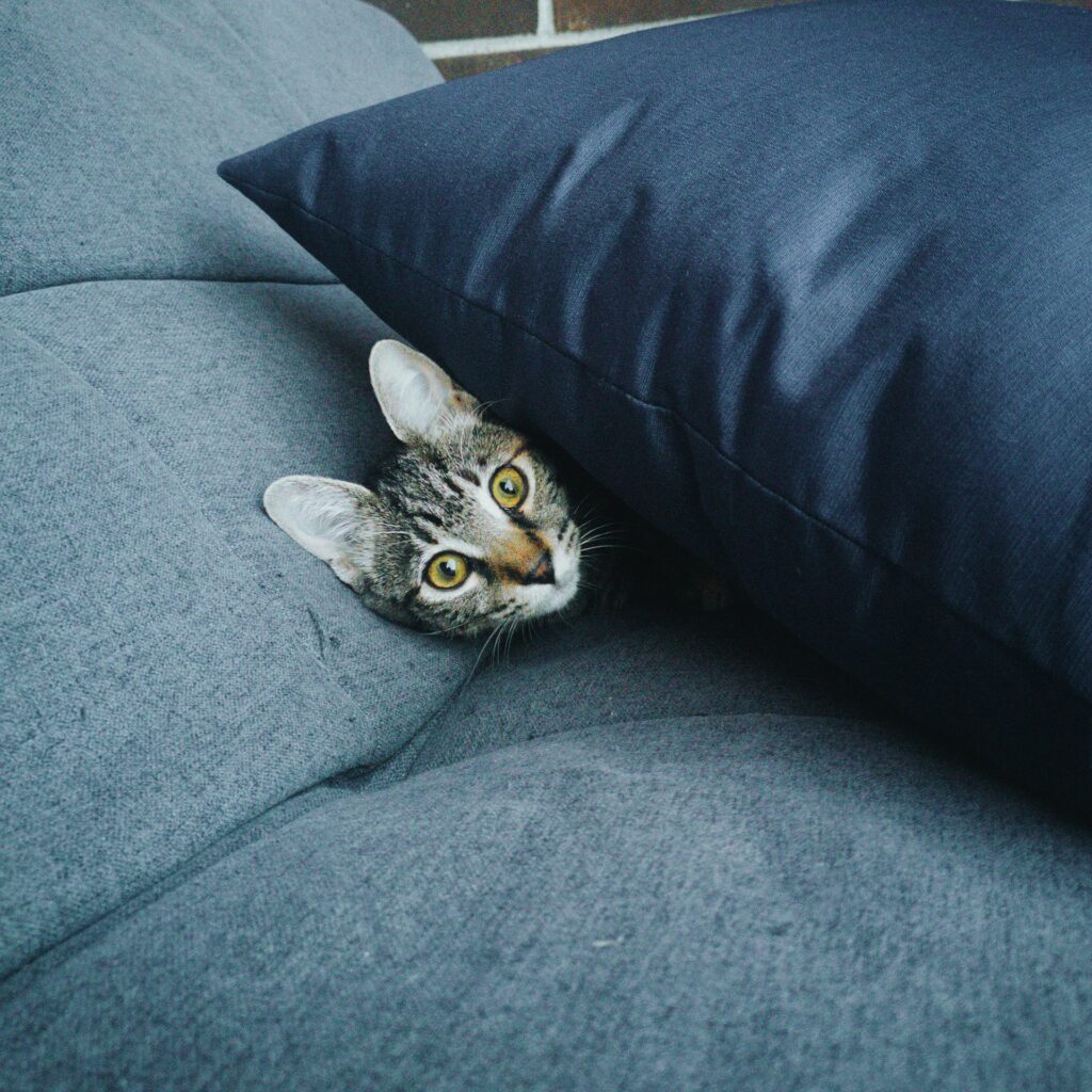 Cat poking its head from behind a pillow