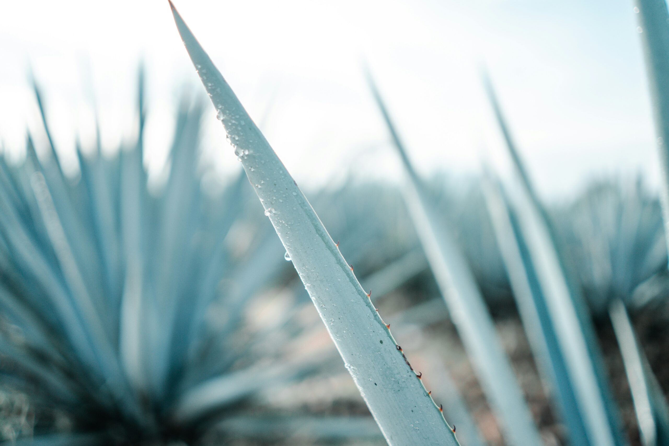 Close-up image of a blue agave plant