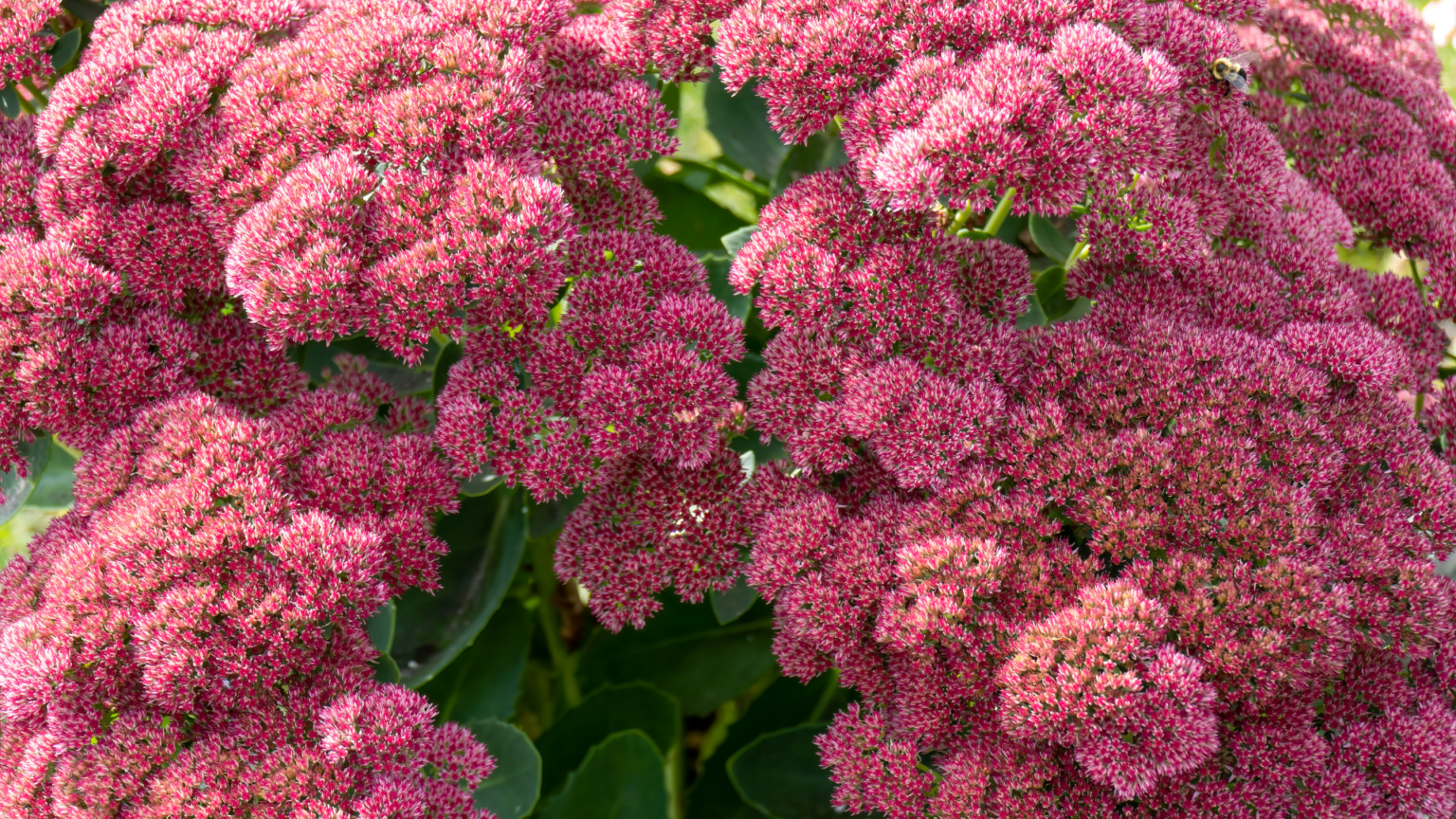 The Ultimate Guide To Best Plants For Full Sun Exposure