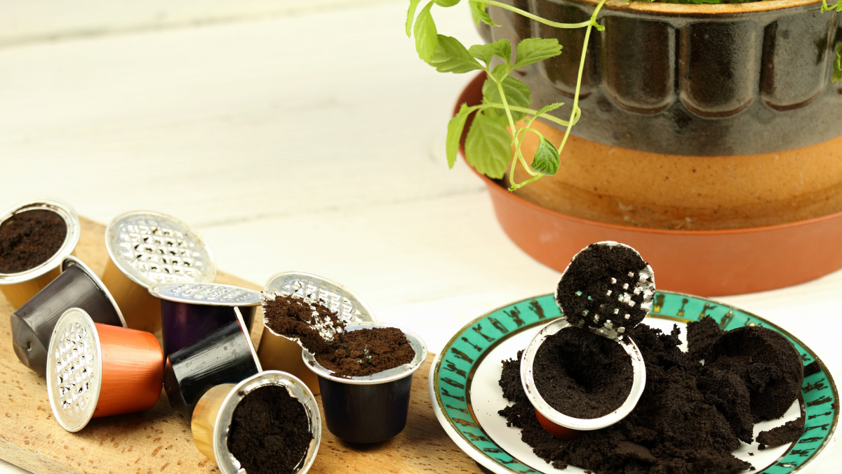 Is Coffee Good for Plants? Find Out the Pros and Cons