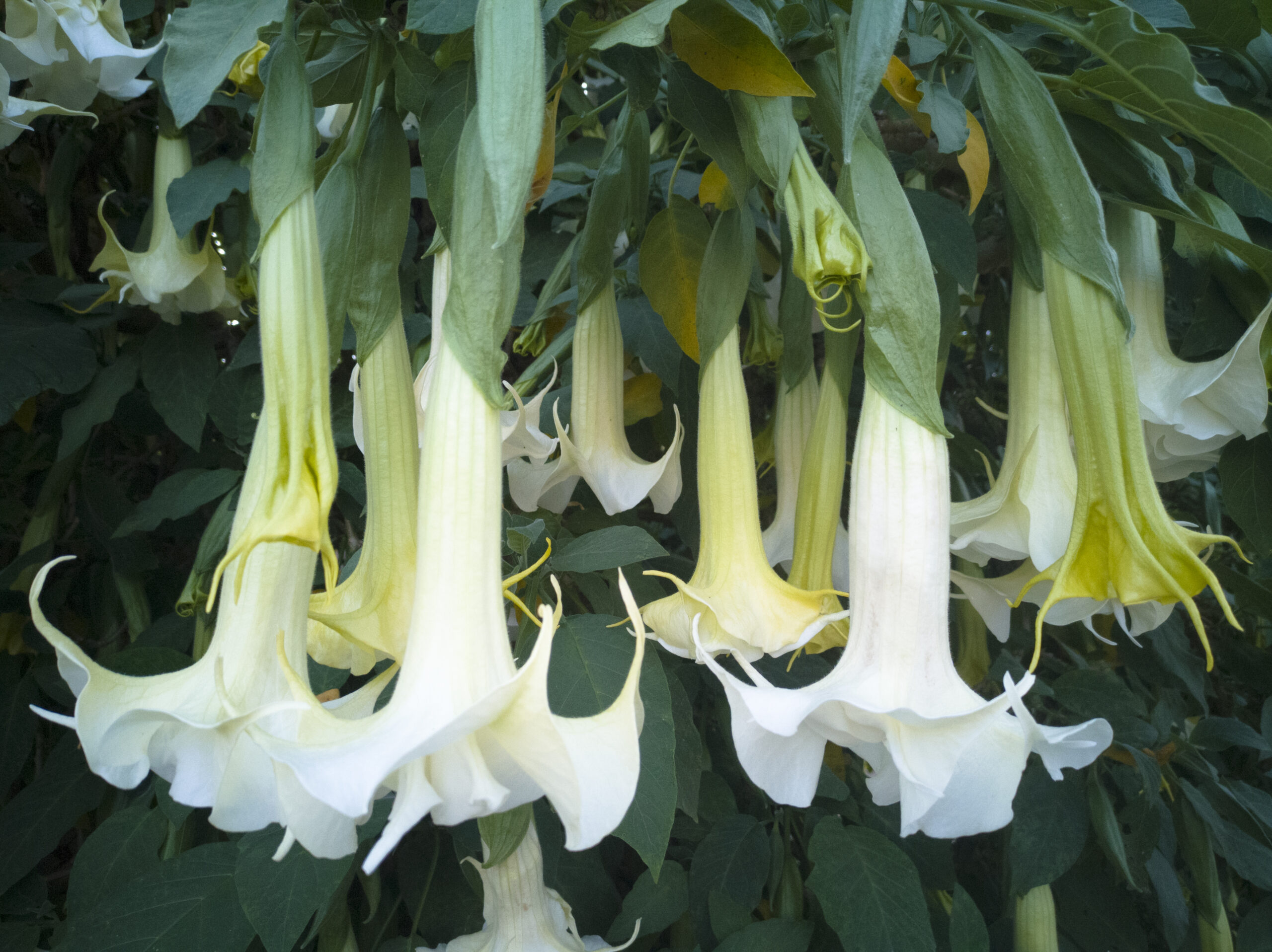 angel's trumpet