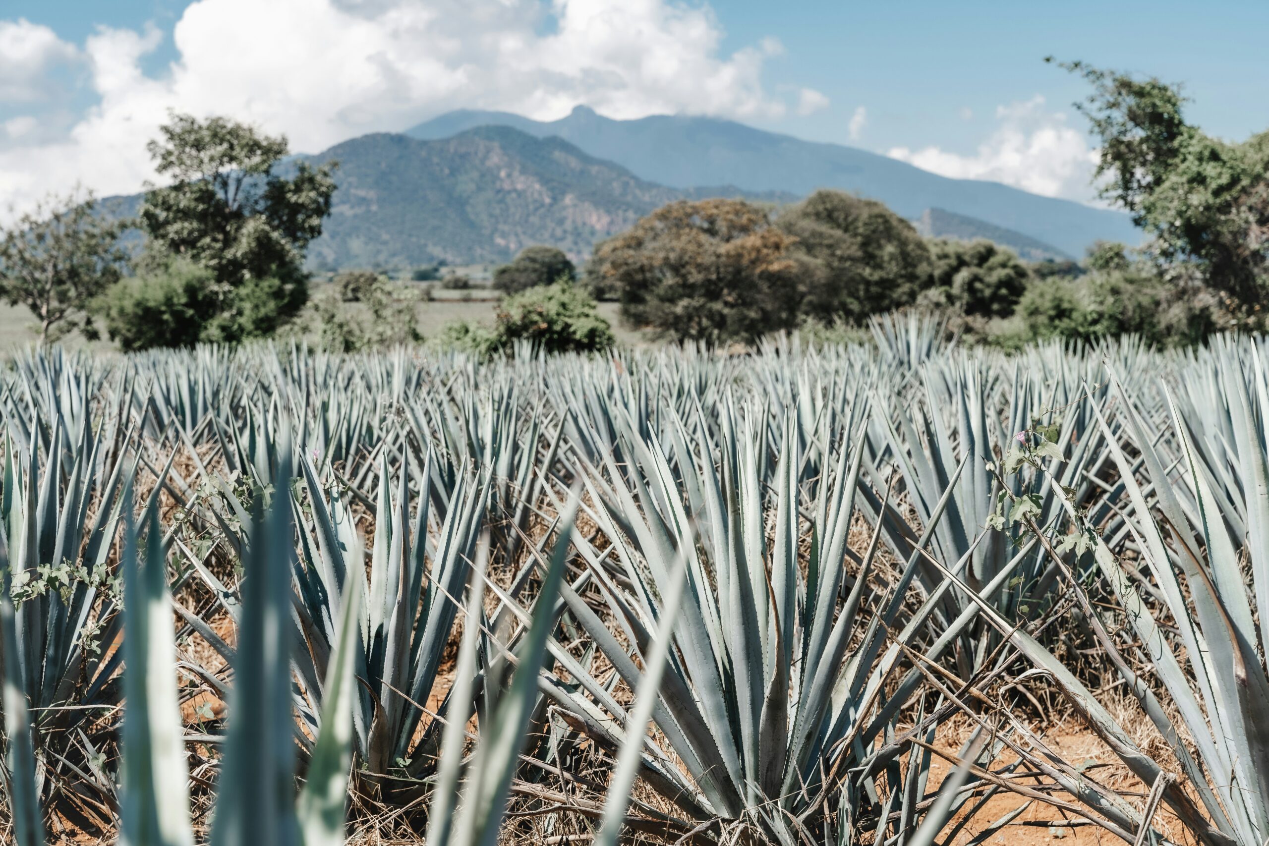 Image of a field of blue tequila plants near Tequila, Mexico