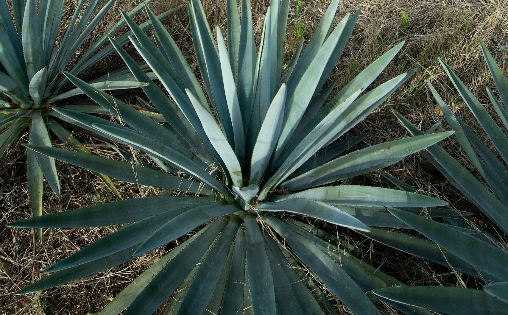 Blue agave in Tequila, Jalisco, Mexico