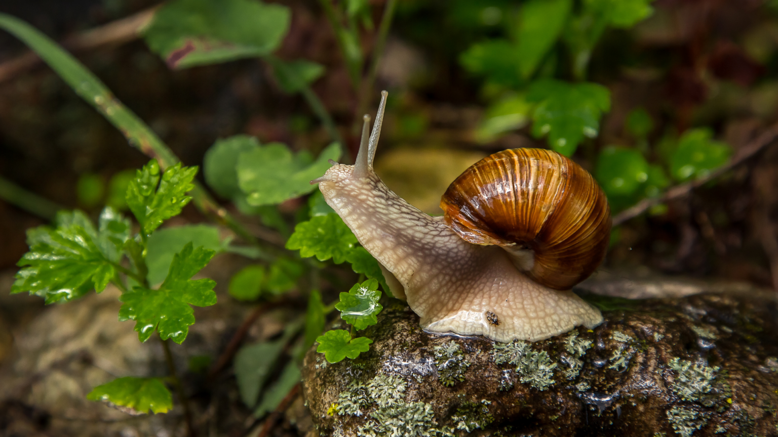 Is Coffee Good for Plants? Find Out the Pros and Cons