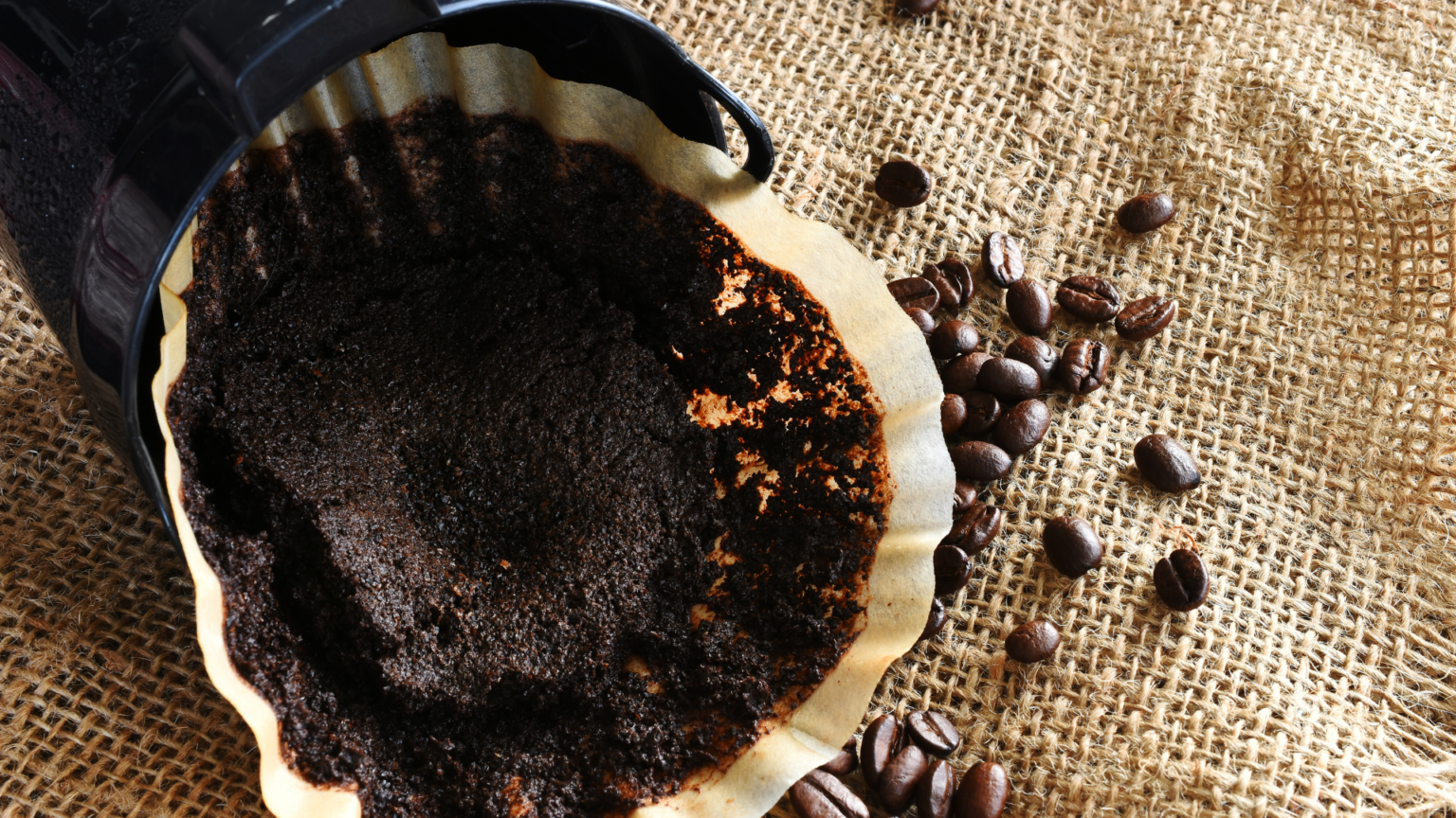 Is Coffee Good for Plants? Find Out the Pros and Cons