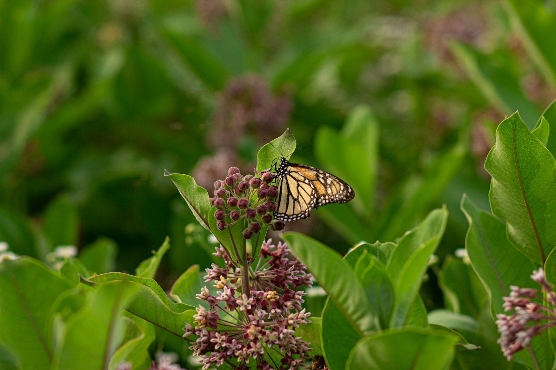 Butterfly flies onto a milkweed plant