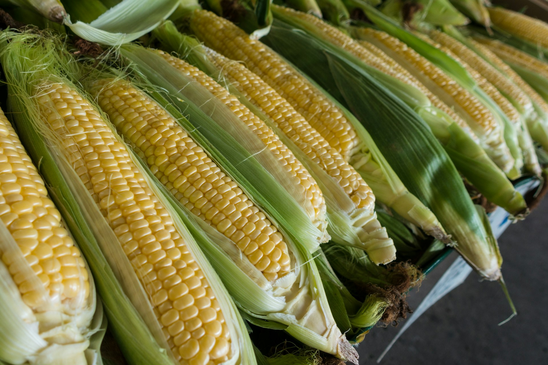 Corn on the cob in husks