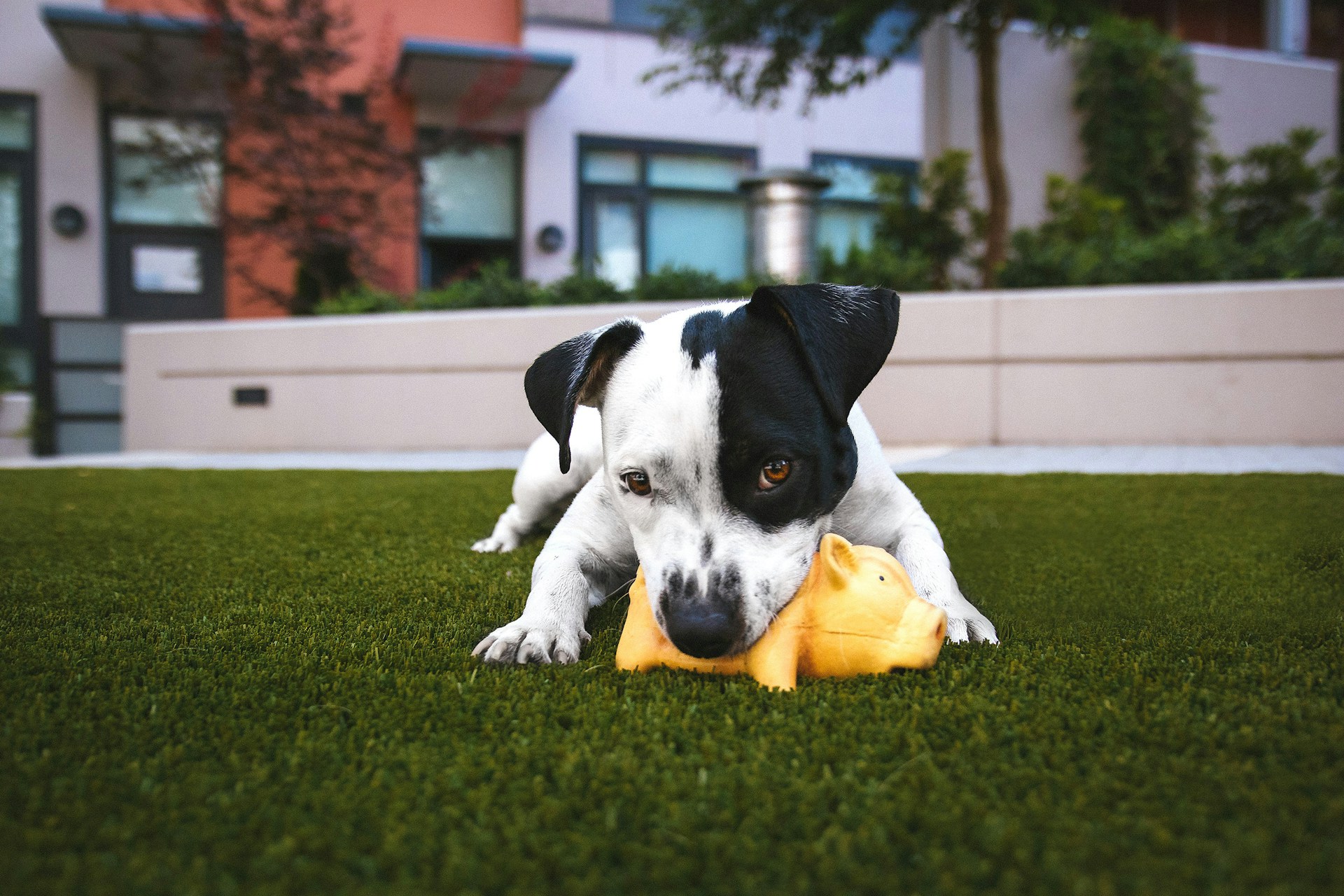 Dog chews on toy in artificial grass