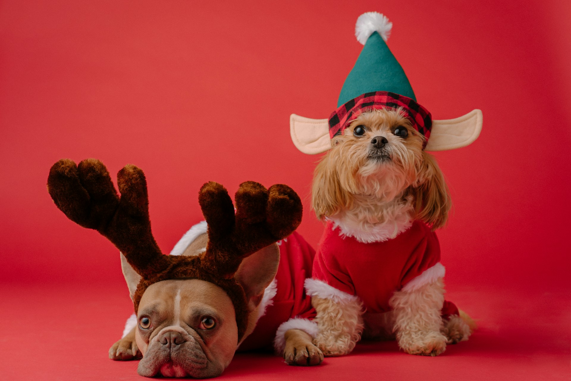 Dogs wearing reindeer and elf ears