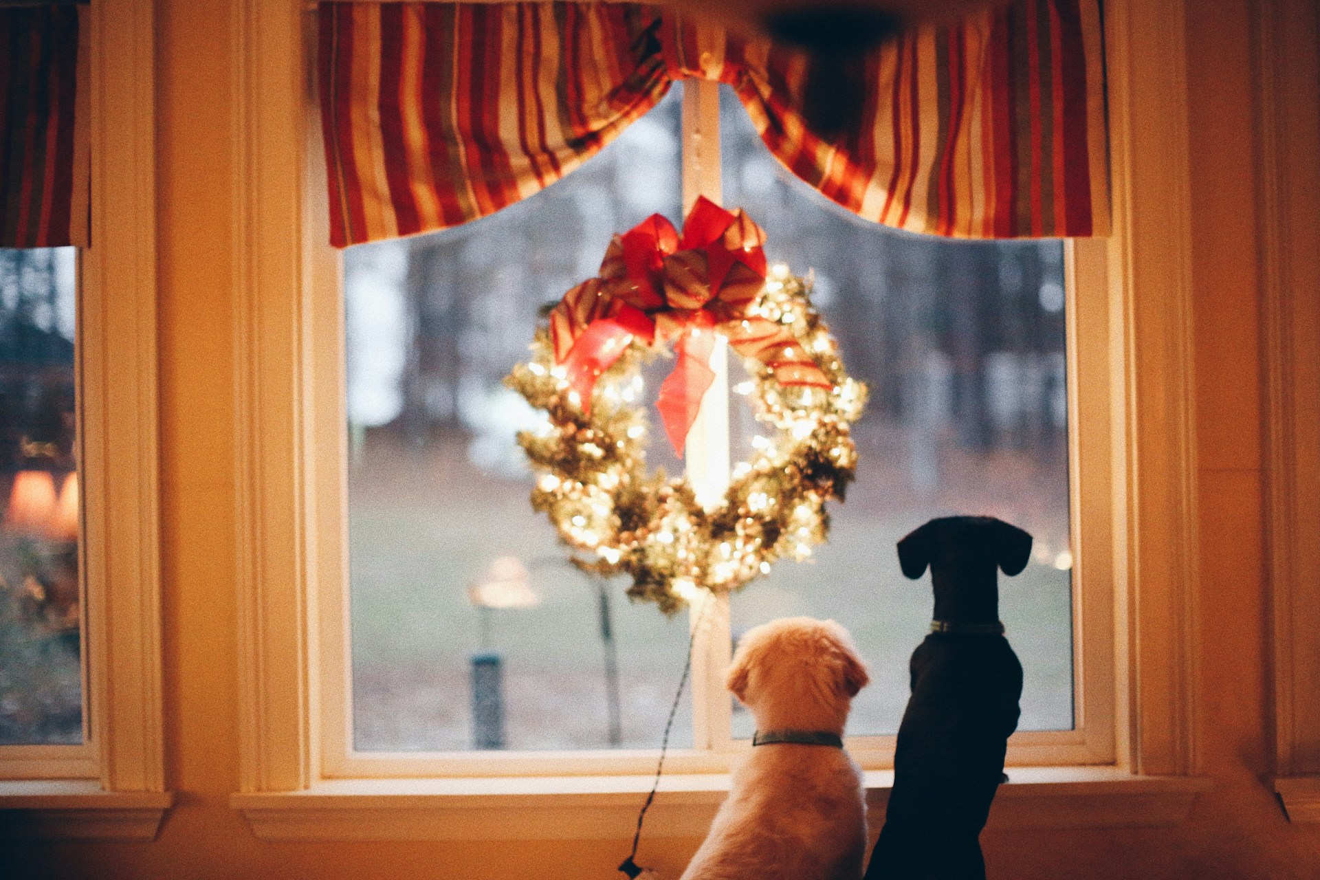 Two dogs peer out of window underneath a Christmas wreath