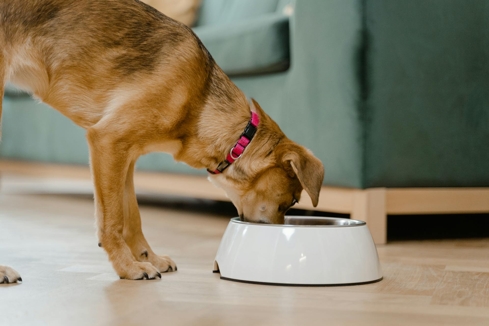 Tan dog eats from bowl