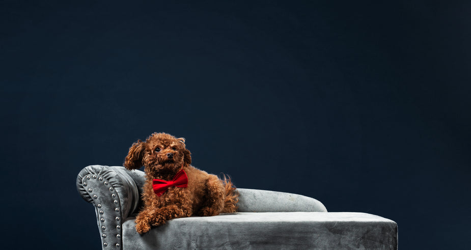 Dog on couch