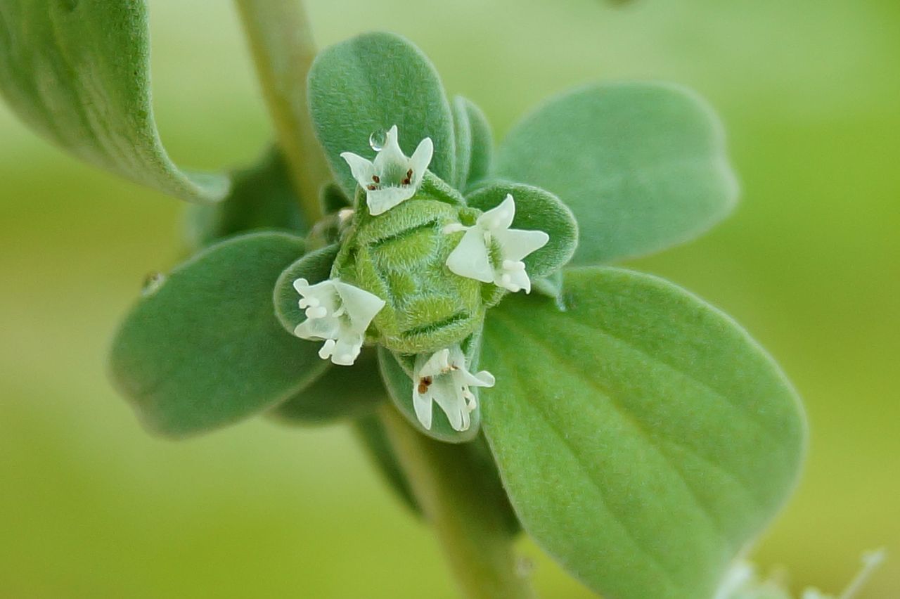 Flowers of Marjoram