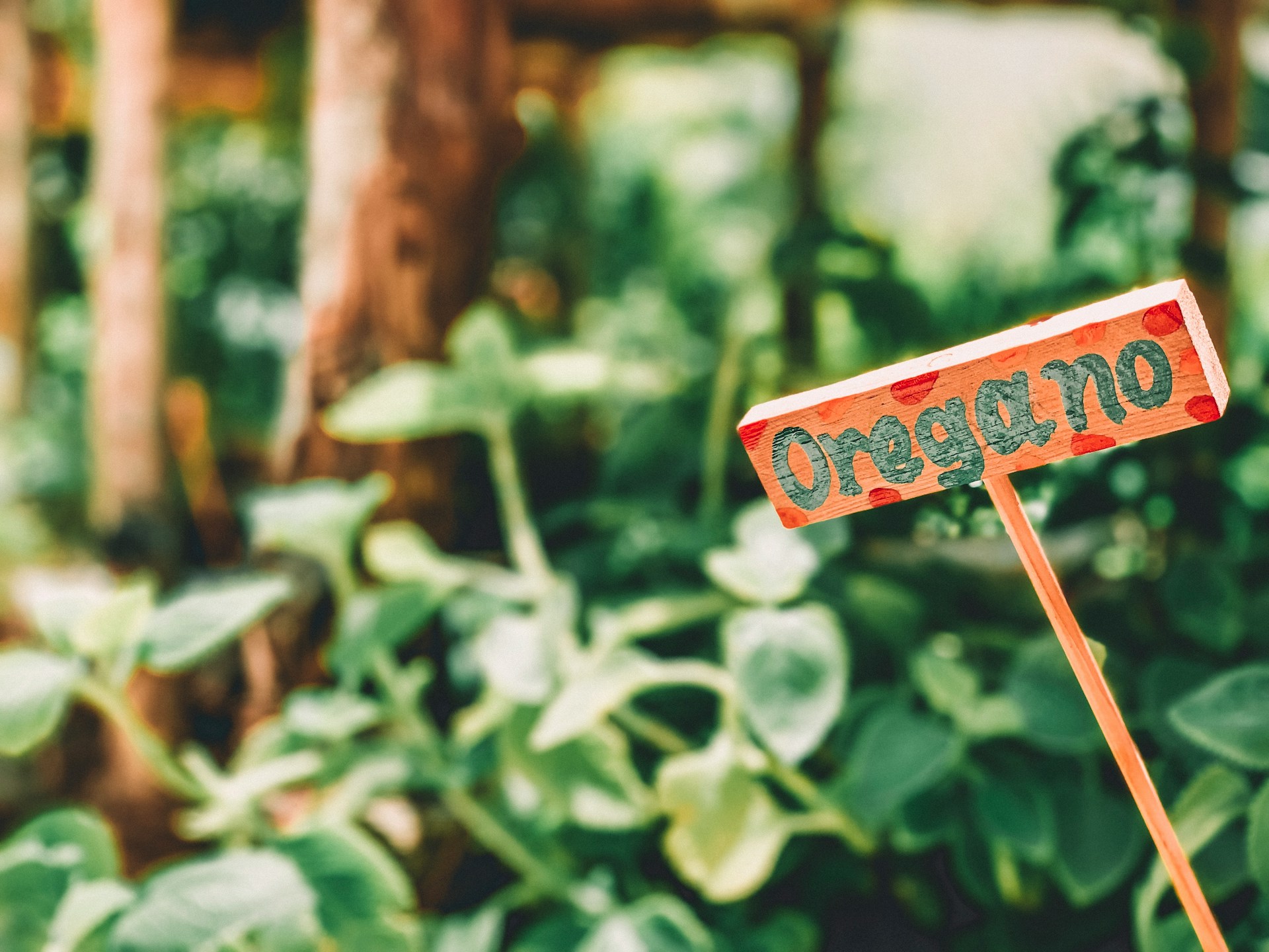 Oregano sign in front of an oregano plant