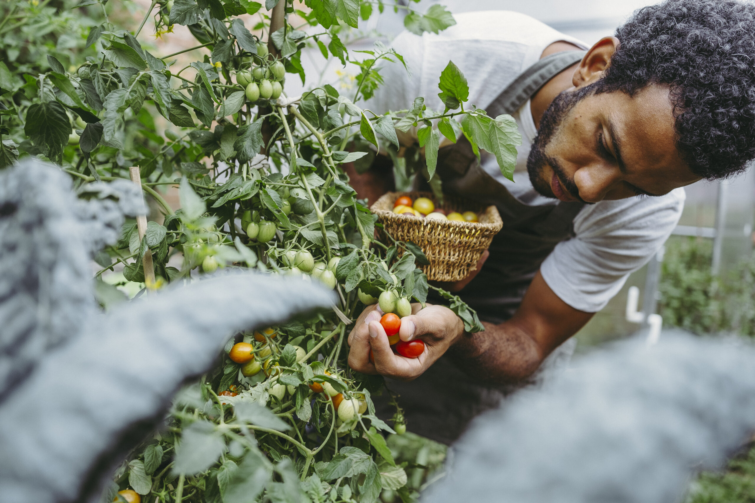 growing tomatoes