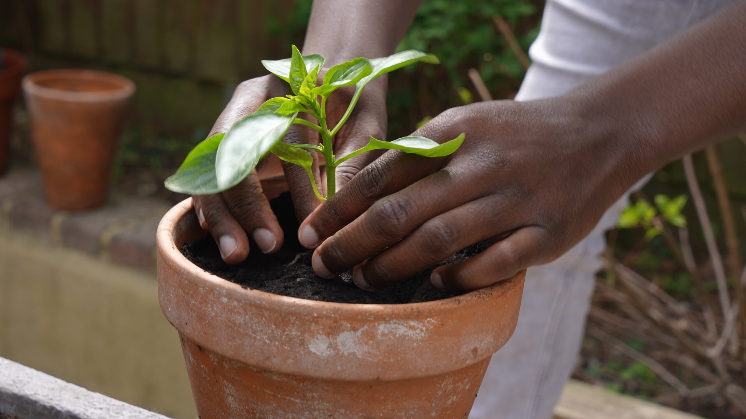 planting tomatoes