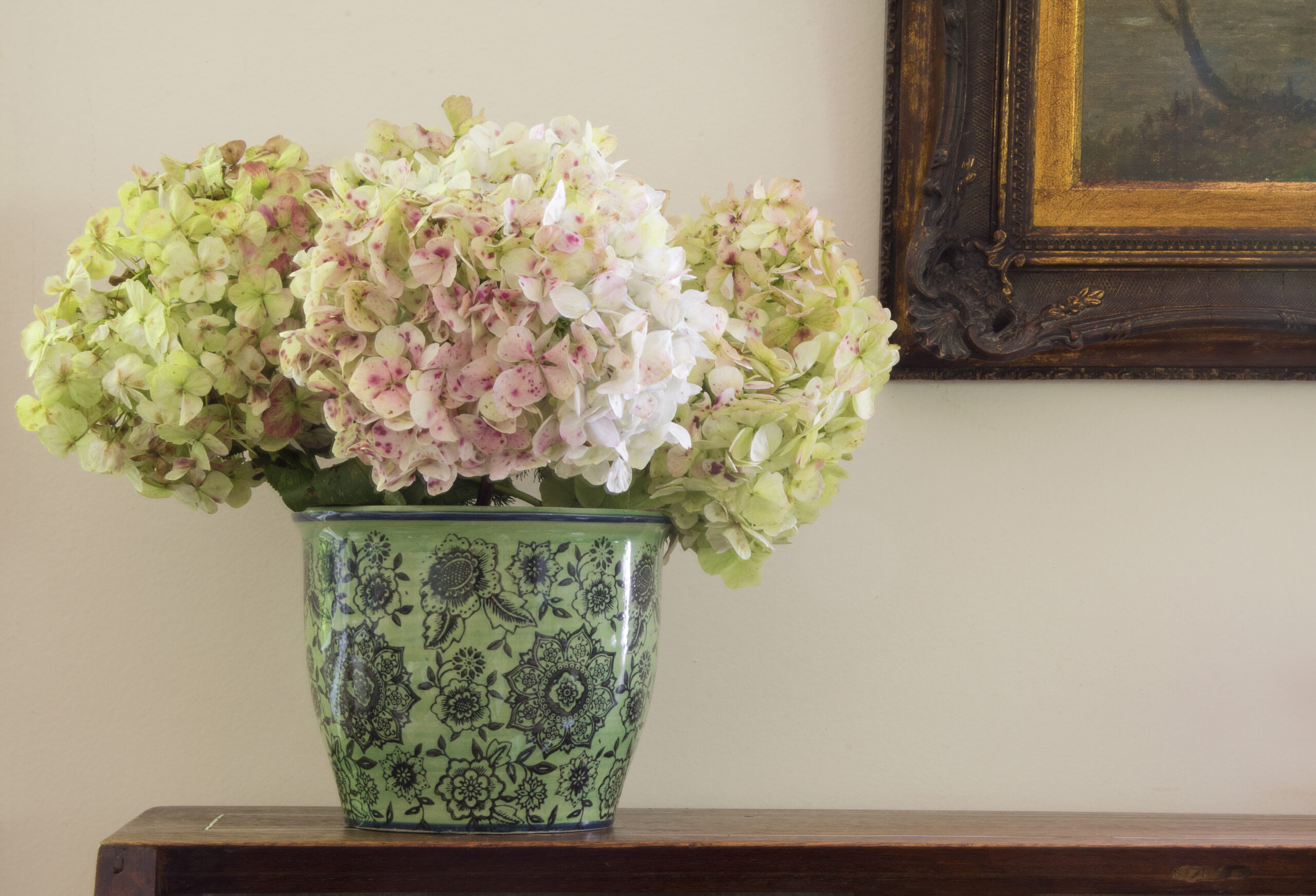 hydrangea