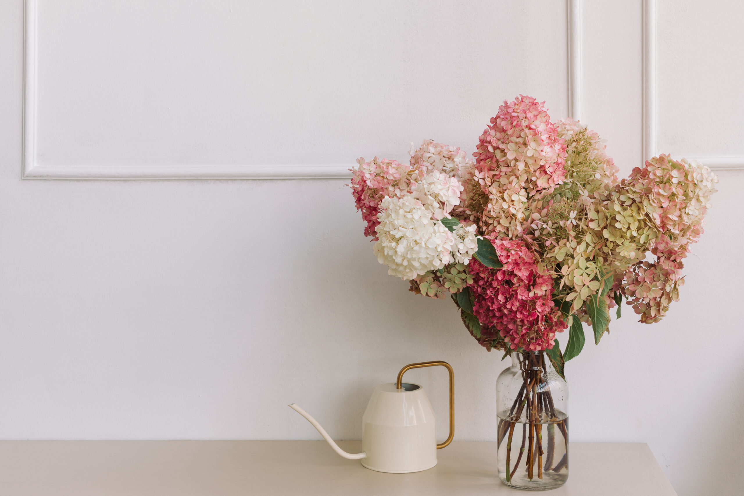 hydrangea